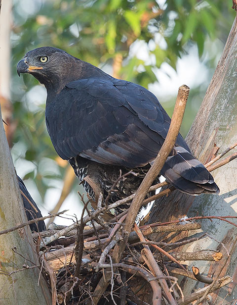 Crowned Eagle male